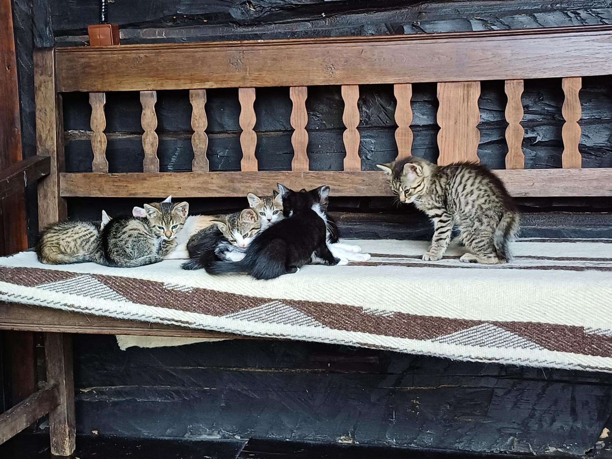 Casuta Din Valea Regilor Villa Gradistea de Munte Esterno foto